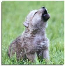 Un jour je hurlerai comme les grands !